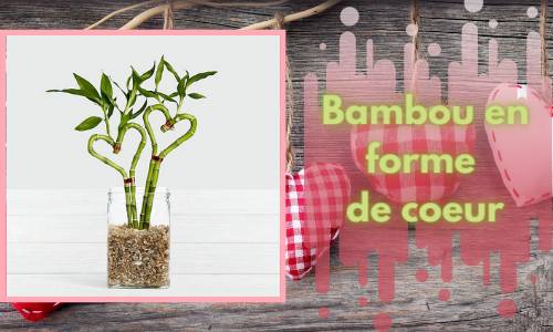Bambou en forme de coeur