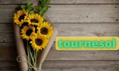 tournesols