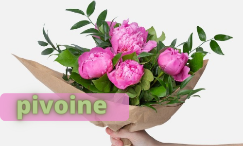 pivoine