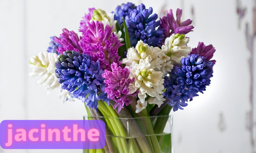 Jacinthe