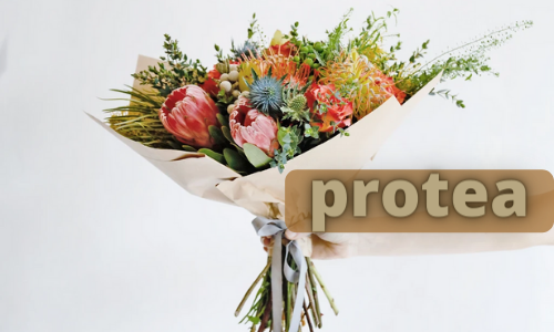 Protéa