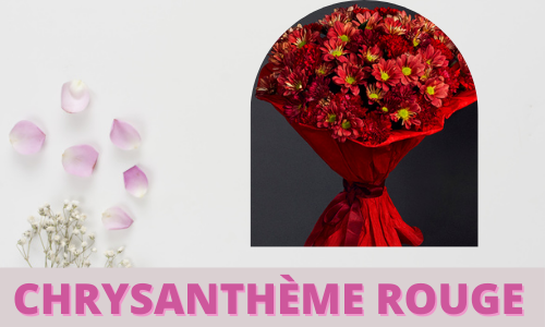 CHRYSANTHÈME ROUGE