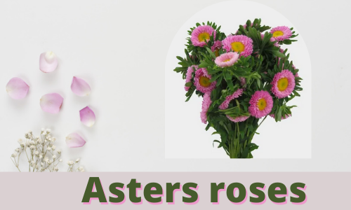 Asters roses