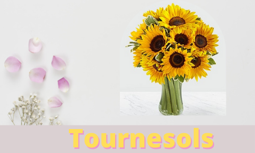 Tournesols