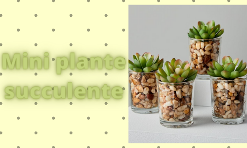 Mini plante succulente