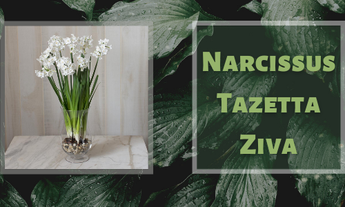 Narcisse Tazetta Ziva