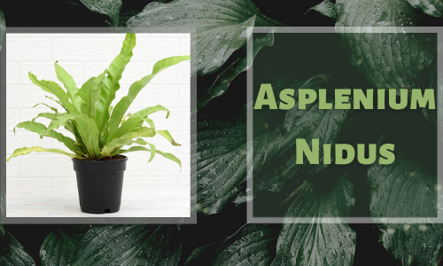 Asplenium Nidus