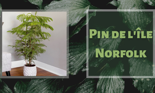 Pin de l'&icirc;le Norfolk