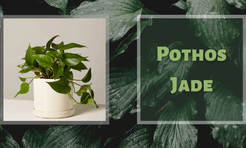 Pothos Jade