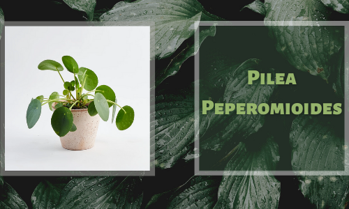 Pilea Peperomioides