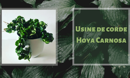 Usine de corde Hoya Carnosa