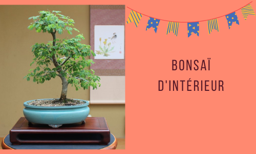 bonsa&iuml; d'int&eacute;rieur