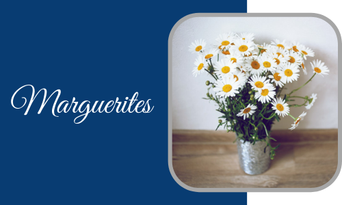 Plantes d'intérieur