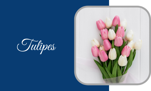 Tulipes