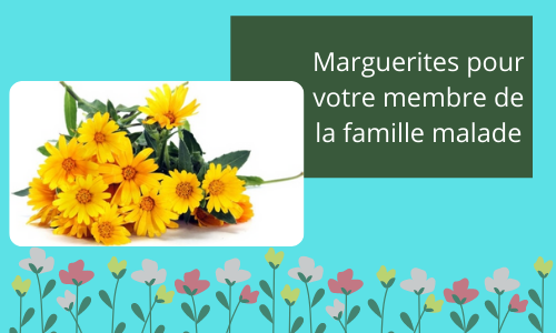 Marguerites pour un membre de votre famille malade