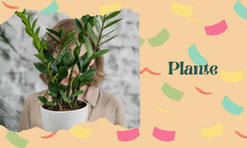  Plante