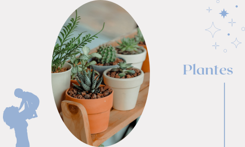  Plantes
