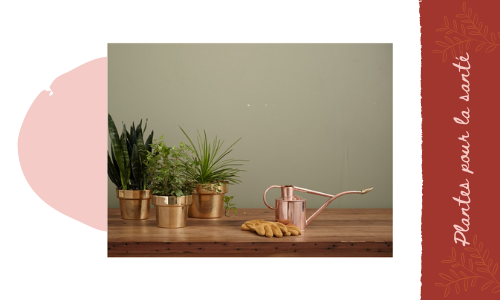 Plantes pour la santé