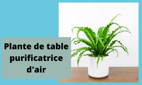 Usine de table purificatrice d'air