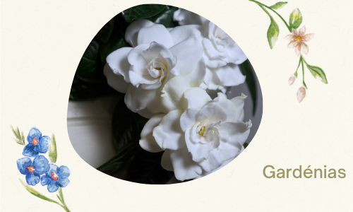 Gard&eacute;nias