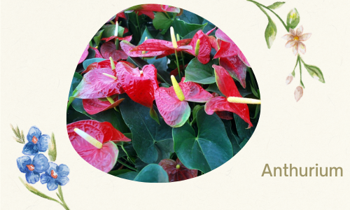 Anthurium