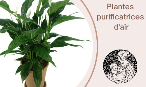 Usines de purification de l'air