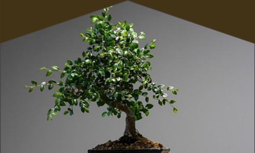 Plantes de la f&ecirc;te des m&egrave;res