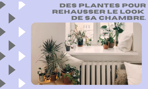 Des plantes pour rehausser le look de sa chambre.