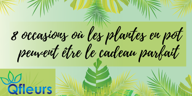 8 occasions o&ugrave; les plantes en pot peuvent &ecirc;tre le cadeau parfait