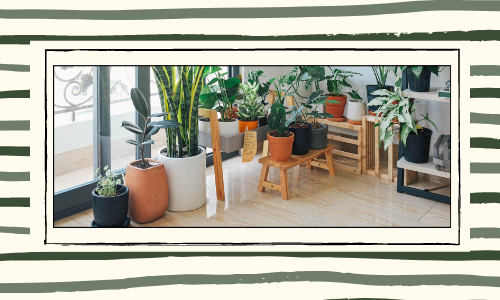 Les plantes peuvent être offertes pour toutes les occasions