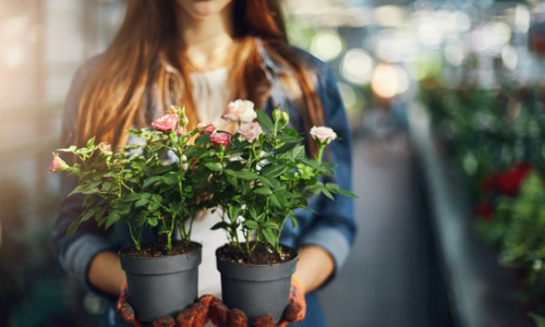 Plantes d'intérieur pour femme amoureuse de la nature