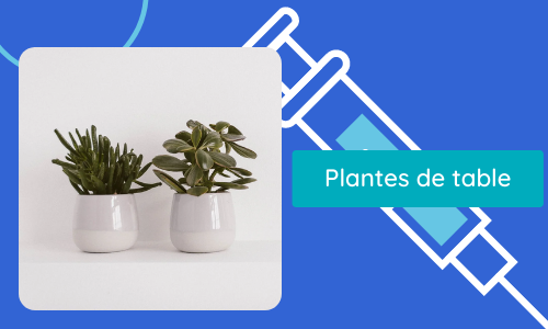 Plantes de table