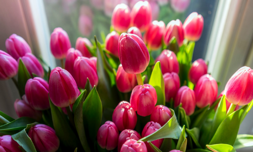 Tulipes