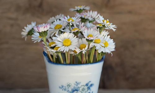 Marguerites