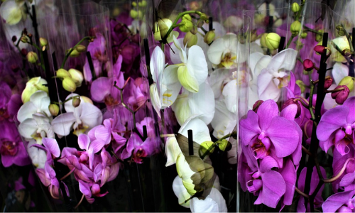 Orchidées