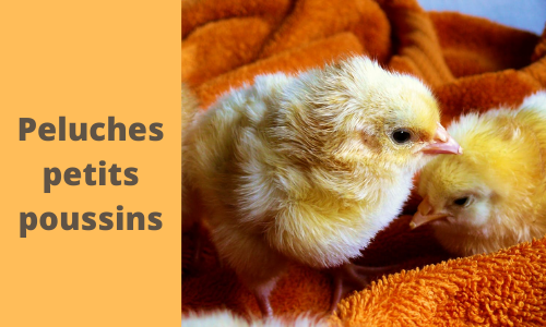 Peluches petits poussins