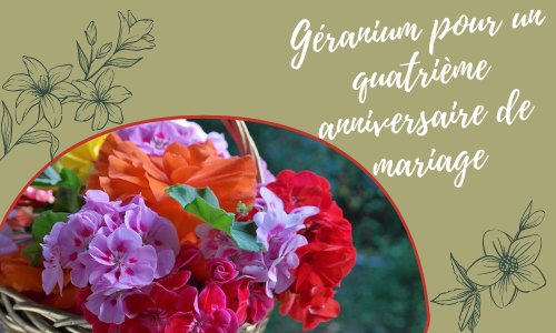 Géranium pour un quatrième anniversaire de mariage