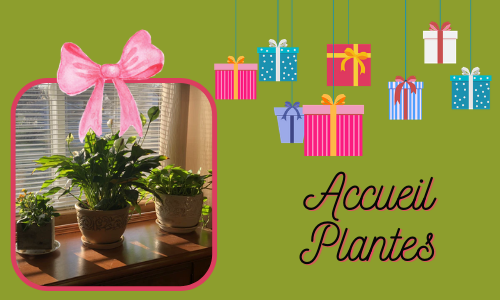  Accueil Plantes 