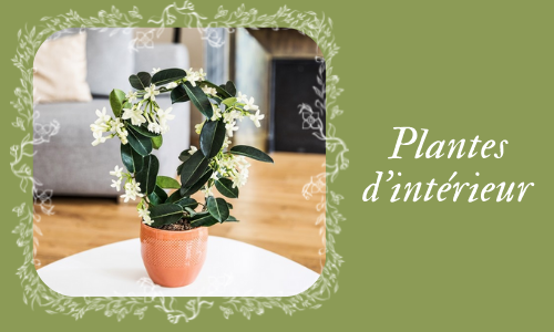  Plantes d'int&eacute;rieur