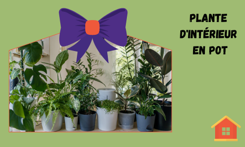  Plante d'intérieur en pot