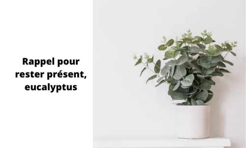 Rappel pour rester pr&eacute;sent, eucalyptus