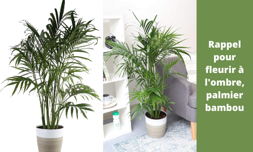 Rappel pour fleurir &agrave; l'ombre, palmier bambou