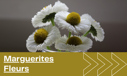 Marguerites Fleurs