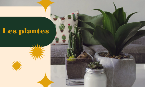 Plantes