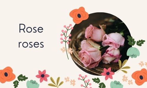 Rose roses