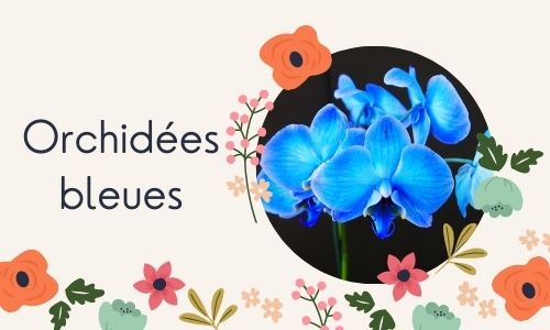 Orchidées bleues