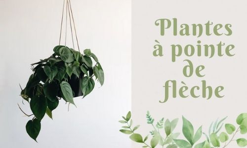Plantes à pointe de flèche