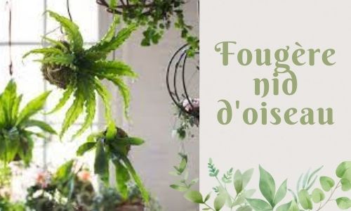 Fougère nid d'oiseau