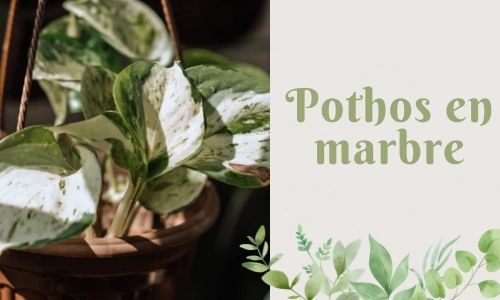 Pothos en marbre