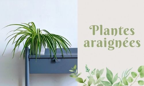 Plantes araignées